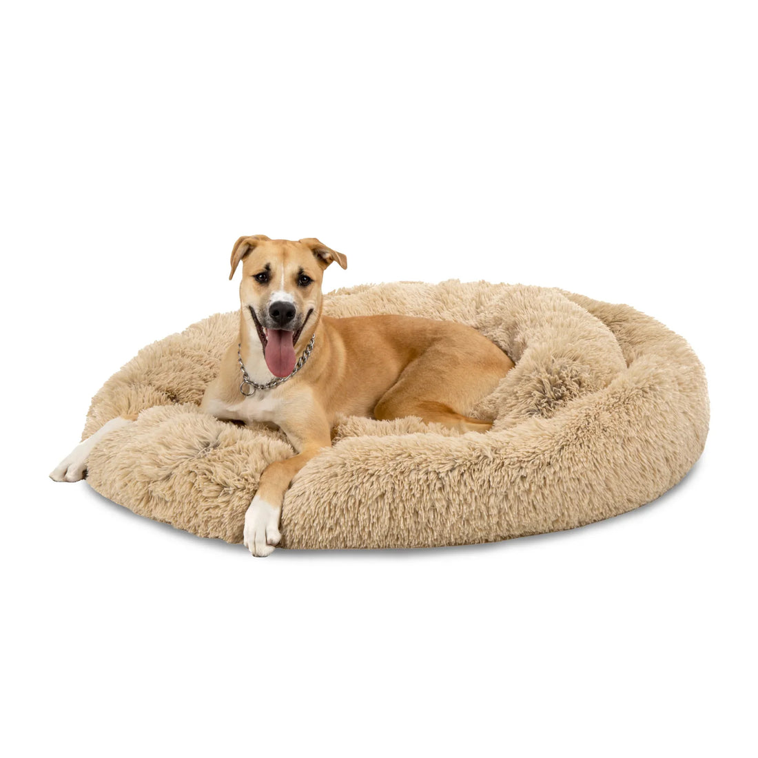 Top 5 Must-have Pet Supplies Every Home Should Have