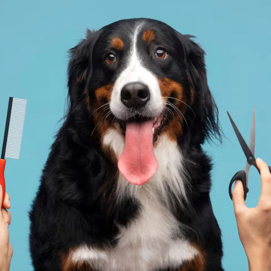 Pet Grooming Do's And Don't