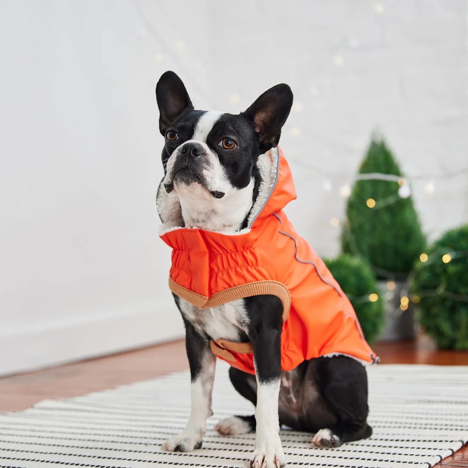 Dog Rain Coats