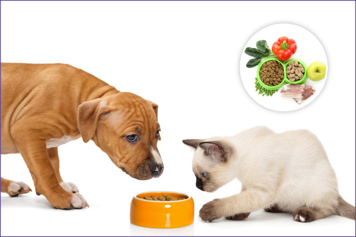 Pet Health and Nutrition